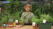 E-Garden: piante anti zanzare