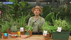 E-Garden: piante anti zanzare