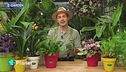 E- Garden - I fiori del passato