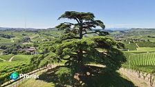 Dal Libano alle Langhe