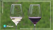 Il vino ai tempi del climate change