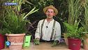 E-Garden - Le piante selvagge