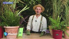 E-Garden - Le piante selvagge