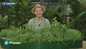 E-Garden: tre piante per realizzare una bordura rialzata da pieno sole