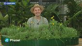 E-Garden: tre piante per realizzare una bordura rialzata da pieno sole