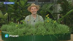 E-Garden: tre piante per realizzare una bordura rialzata da pieno sole