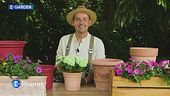 E-Garden: la coltivazione nei vasi