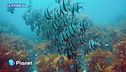 Il trattato Onu sull'Alto Mare