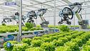 E-tech - Agricoltura idroponica