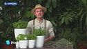 E-Garden: la menta