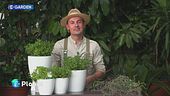 E-Garden: la menta