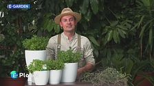 E-Garden: la menta