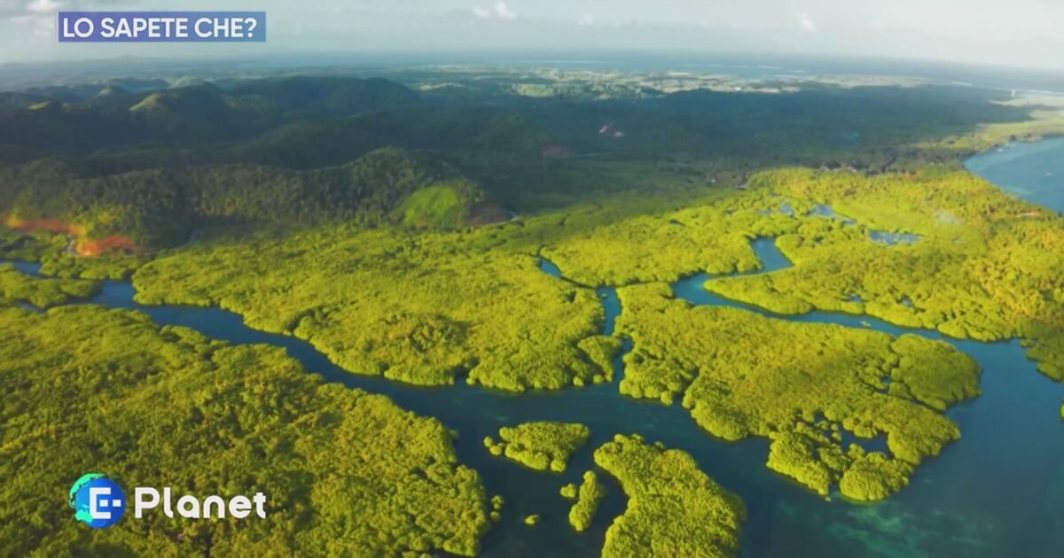 E-Planet: Lo sapete che? Video | Mediaset Infinity
