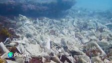 Come le salviette inquinano il mare