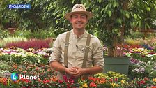E-Garden: come arricchire il balcone in vista dell'autunno