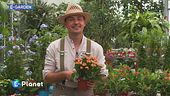 La Kalanchoe