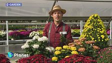 E-Garden - Il crisantemo