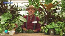 E-Garden: la calatea