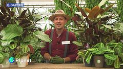 E-Garden: la calatea