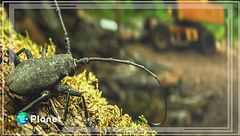 La natura diventa arte