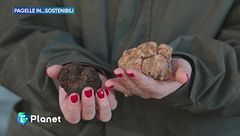 Pagelle in...sostenibili