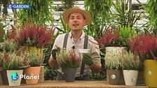E-Garden: la Calluna
