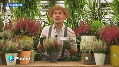 E-Garden: la Calluna