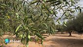 L'olivo, un tesoro da proteggere