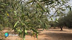 L'olivo, un tesoro da proteggere