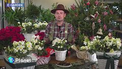 E-Garden - L'elleboro