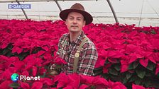 E-Garden: la stella di Natale