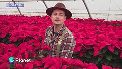 E-Garden: la stella di Natale