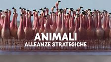 Animali: alleanze strategiche