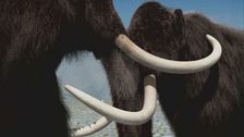 Ep. 7 -  Gli ultimi mammut