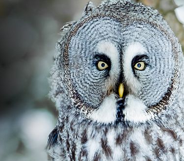 Ep. 3 - Gli animali più intelligenti sulla terra