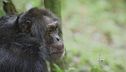 Ep. 3 - Gli animali più intelligenti sulla terra