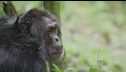 Ep. 3 - Gli animali più intelligenti sulla terra