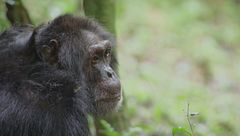 Ep. 3 - Gli animali più intelligenti sulla terra