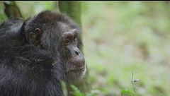 Ep. 3 - Gli animali più intelligenti sulla terra