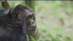 Ep. 3 - Gli animali più intelligenti sulla terra