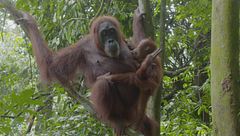 Ep. 4 - I genitori più premurosi sul pianeta