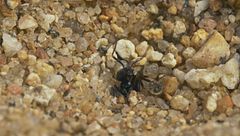 Ep. 5 - I maghi del mimetismo