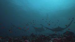 Ep. 1 - La danza delle mante