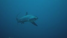 Ep. 2 - L'arcipelago degli squali