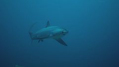 Ep. 2 - L'arcipelago degli squali