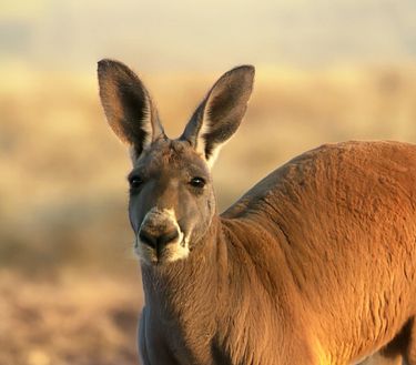 Il mondo subtropicale