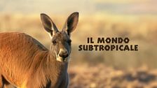 Il mondo subtropicale