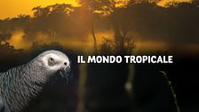 Il mondo tropicale