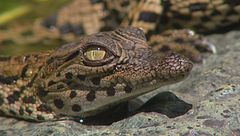 Ep. 2 -  Coccodrilli