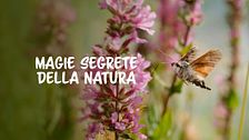 Magie segrete della natura